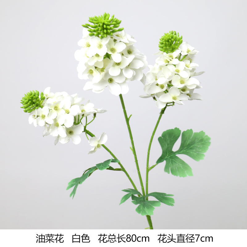 Flor de colza (nuevo)