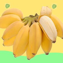 广西蕉10斤粉蕉芭蕉西贡蕉新鲜现摘2斤5非蕉香蕉水果