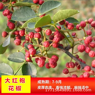 �Ĵ��hԴ��t�ۻ�������t�������齷���绨�����灆������������
