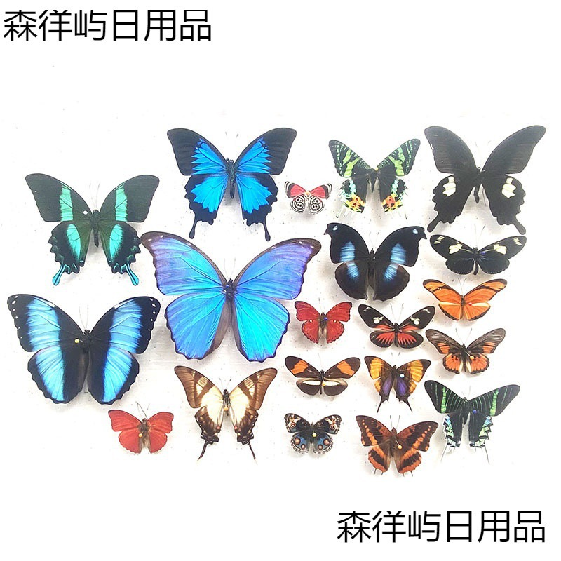 翠昆虫教学绿带雅灰蝶各种真幼儿园蝴蝶原蝶展翅杂蝶甲虫凤蝶生日