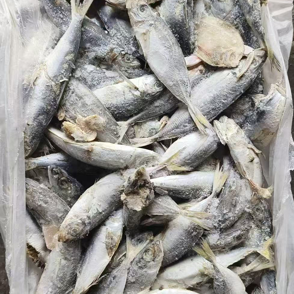 冰冻饲料鱼新鲜深海鱼组合冷冻小杂鱼海鲜水少刺无冰衣鲅鱼银鲳鱼