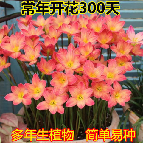 清香型四季开花重瓣风雨兰种球庭院阳台盆栽花卉植物好养易活韭兰