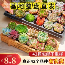 多肉植物组合盆栽新款多肉绿植花卉室内客厅办公室桌面防辐射植物