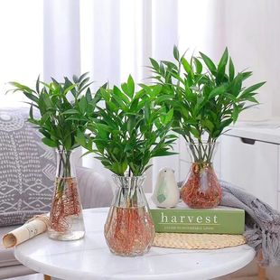 ������ˮ�B����ˮ��ֲ���҃ȿ͏d��������Gֲ���Ի����ļ�����