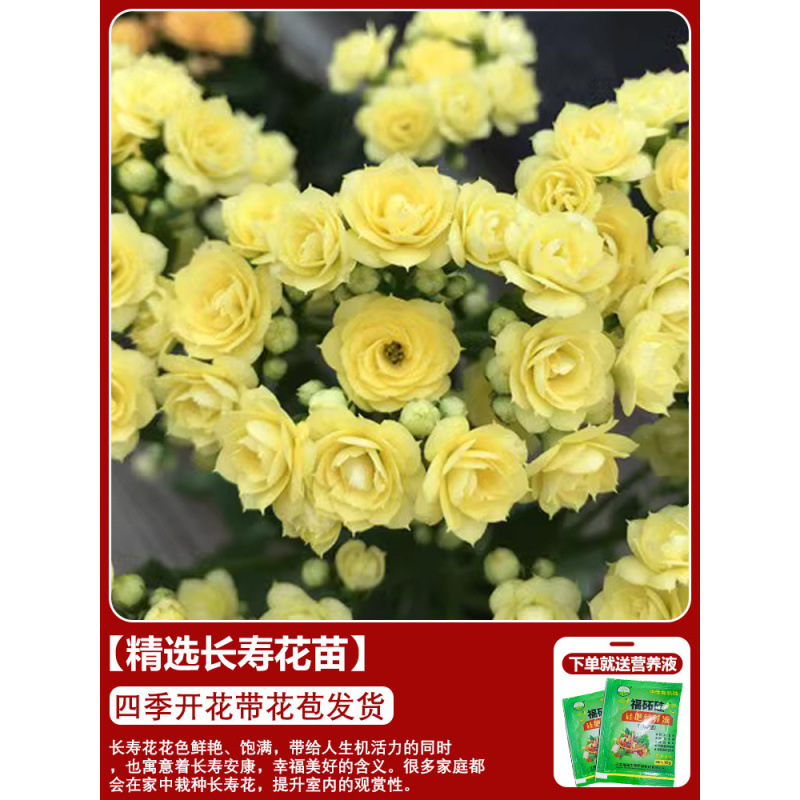 Flores de larga vida en maceta de doble pétalo, zorro dorado, gran flor con brotes de flores y plántulas, flores de interior en todas las estaciones, fáciles de cultivar.