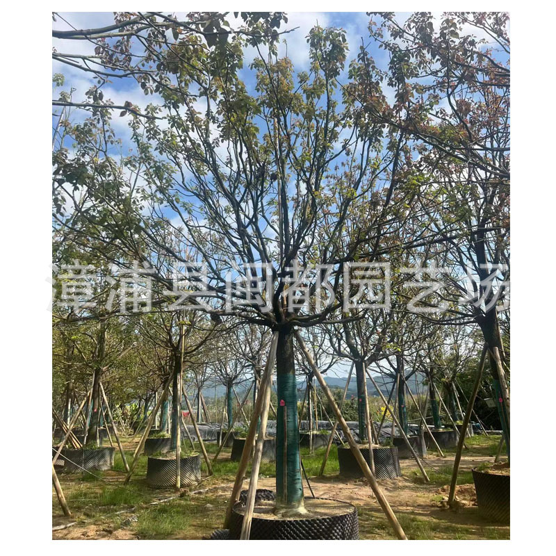 香樟庭院树批发 树形饱满 易存活 市政别墅绿化专用 工量大价优