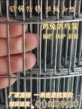 防锈鸟笼铁丝网围网养殖围栏网片鸡兔笼子自制材料鸽舍网格钢丝网