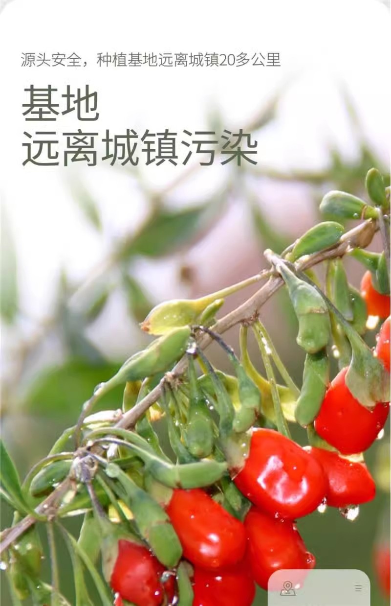 Ningxia Red Goji Berries Gou Qi Zi Large Grade Dried Whole Berries 2000g for Tea Soup and Culinary Use in use