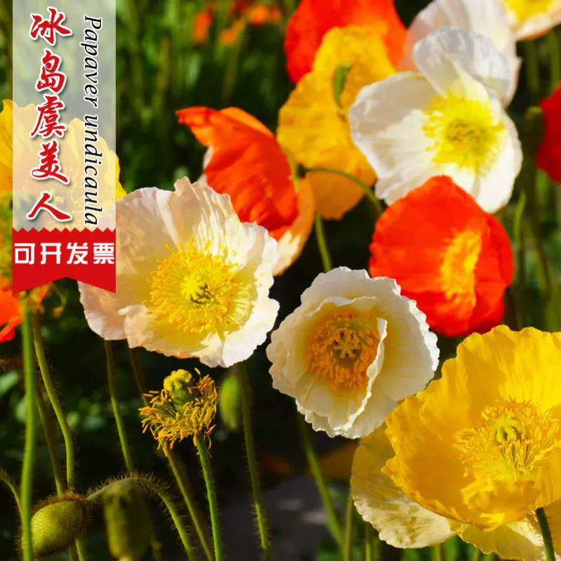 Осенний посев Морозостойкий ледяной остров Семена семян цветов мака Четыре сезона Посев и цветение Легко жить Семена цветов Открытый балкон Двор