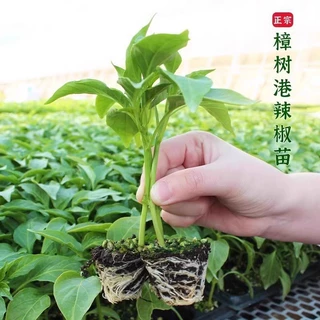 樟树港辣椒苗港辣椒苗秧带土球特产四季阳台盆栽薄皮辣椒种子庭院