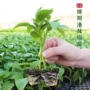 特产盆栽四季庭院种子