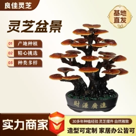 灵芝;盆景