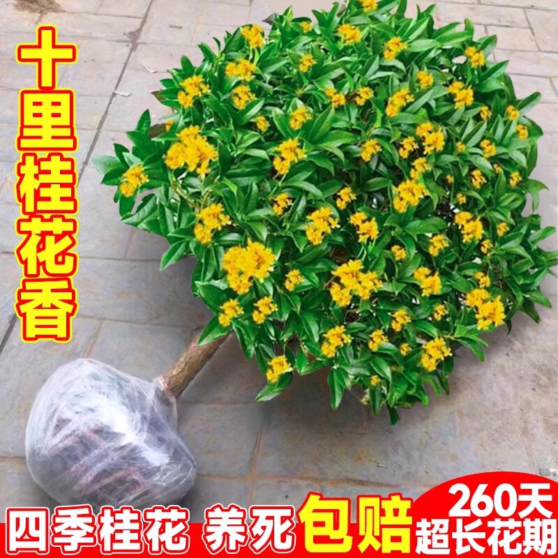Four-Season Osmanthus Saplings Potted Dwarf Golden Osmanthus Blooming Strong Fragrance Courtyard Four-Season Blooming Indoor Plants Wholesale Four-Season Osmanthus Saplings Potted Dwarf Golden Osmanthus Blooming Strong Fragrance Courtyard Four-Season Blooming Indoor Plants Wholesale