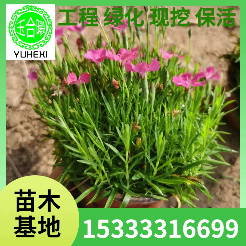 Луковицы диантуса для озеленения дворового балкона, многолетние цветы в горшках, морозостойкие зеленые растения, многолетние цветущие луковицы диантуса для двора