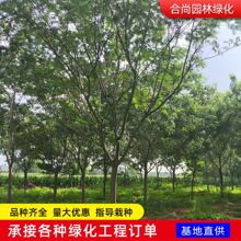 发庭院植物合欢树苗 金合欢 银合欢树苗珍贵名树 树苗合欢