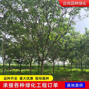 �lͥԺֲ��Ϛg���� ��Ϛg �y�Ϛg�������F���� ����Ϛg