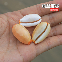 雨丝宝螺稀有收藏标本天然贝壳海螺鱼缸水族造景地台家居装饰批发