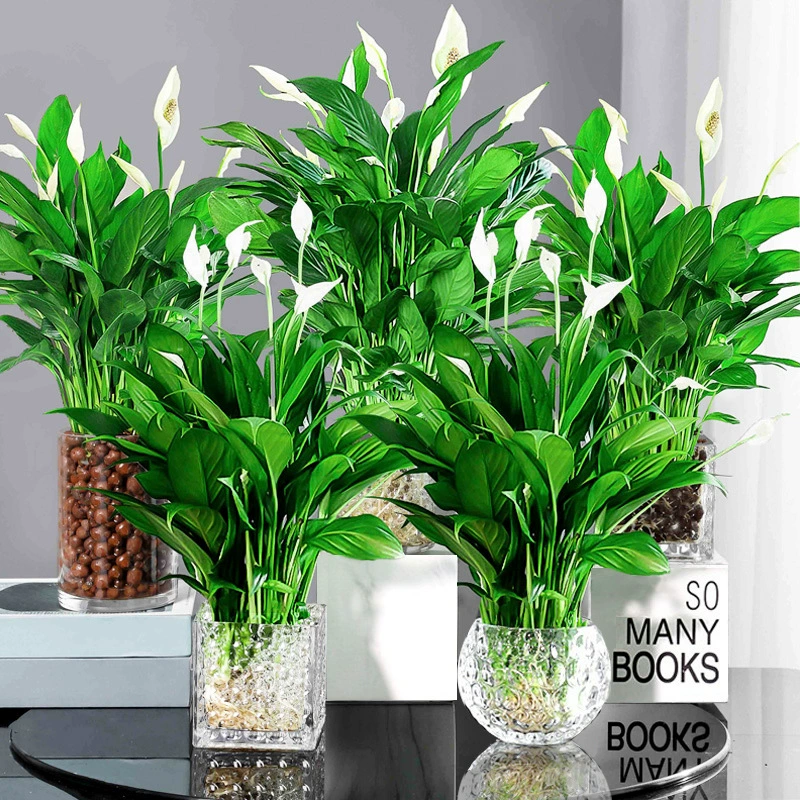 Белое растение в горшке с лилией мира, легко выращиваемое комнатное гидропонное растение, большое зеленое растение в горшке, гидропонная красная лилия мира, которую легко содержать в любое время года.