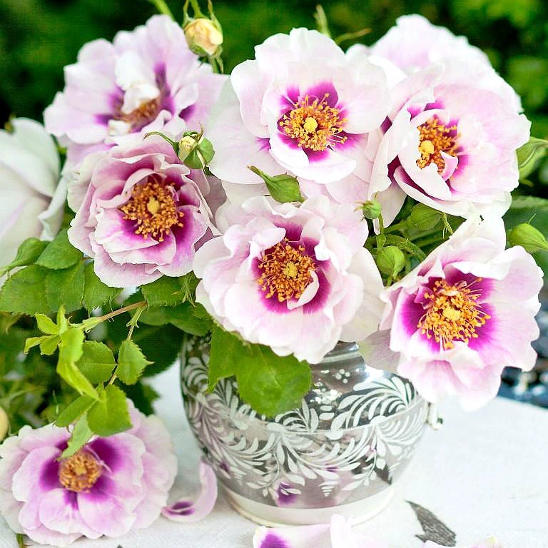 Ваши глаза являются центром внимания всех. Цветочные горшки с розами и зелеными растениями и цветами в любое время года.