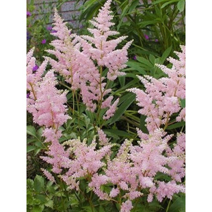 Perennial Plant Balcony Potted Courtyard Cold-Resistant Ground Flower Border Heat-Resistant Easy-To-Care Direct Sale