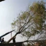 绿化齐全苗木