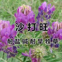���lɳ�����N�� ���������� �G�� �o�� �ͺ��ͺ����}�|��ɳ�N��