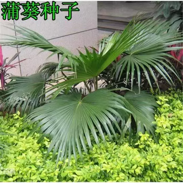 Пальмовые семена для настольного балкона, горшечные растения, цветы, всесезонное посадочное растение, веерная пальма, малый лес, гидропонное посадочное растение