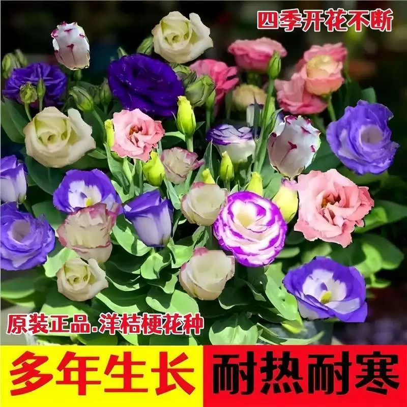 Импортированные семена цветов лизиантуса с двойными цветками, посеянные и цветущие в любое время года, легко живут семена цветов для двора, открытого внутреннего балкона.