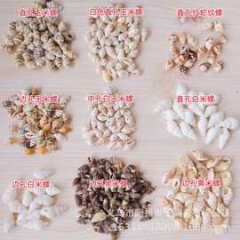 天然打孔贝壳海螺汇集  DIY手工材料 项链手链饰品材料 海螺贝壳