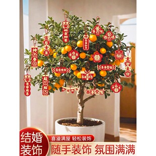 �Y��Yϲ��С����鷿�b�����Ů���͏d���ҾGֲ�����֒��