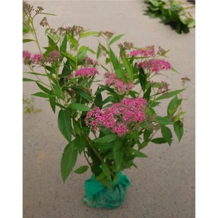 �ۻ���������ͥԺ�������͟��ͺ��^�~�_�����Rֲ���ɽ�����ջ���