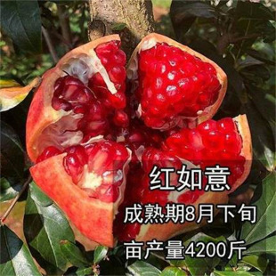 �׻�����ʯ�����Gˮ��ܛ������ʯ��������Ա��Ϸ��Nֲ����Y��