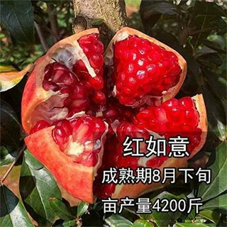 石榴树树苗突尼斯软籽石榴苗庭院果树果苗盆栽正宗无籽特大甜石榴