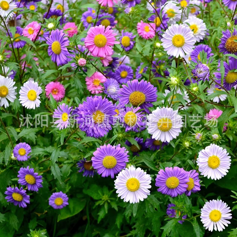 Семена Астра цветок семена четыре сезона легко жить двухлистная Июльская хризантема Семена открытый двор балкон горшечные цветочные семена