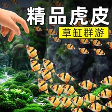 批发新手好养虎皮鱼荧光虎皮绿虎皮热带鱼观赏鱼小型活体鱼宠物鱼