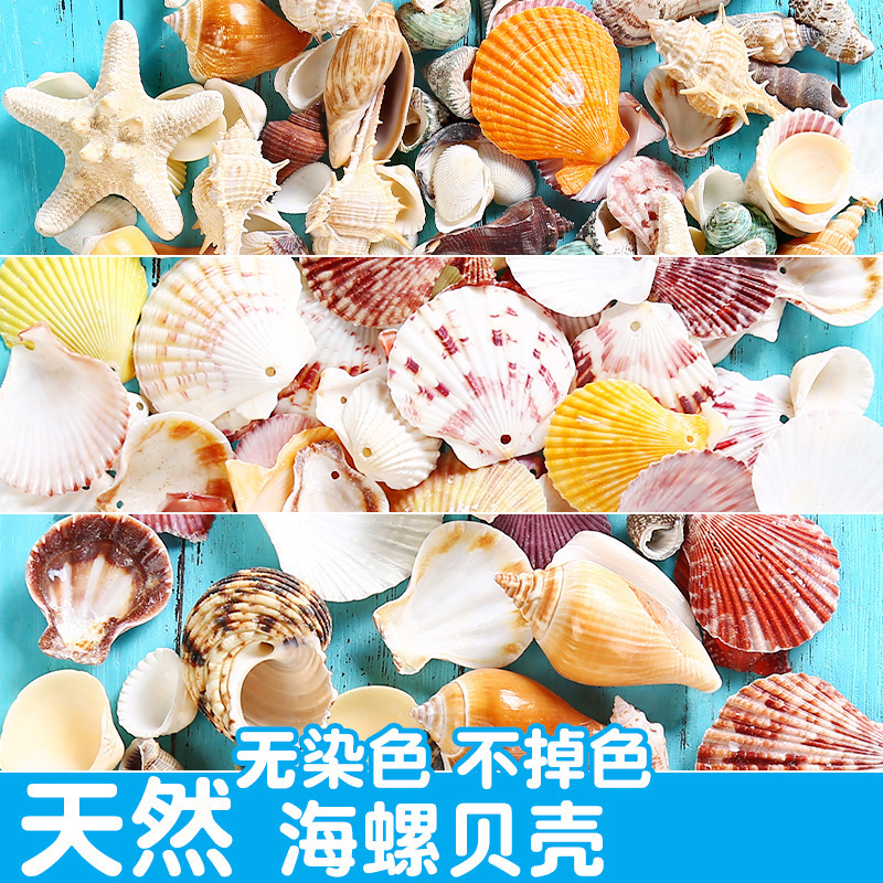 Natural shell conch three-dimensional shell flower accessories diy handmade accessories fish box jewelry set props