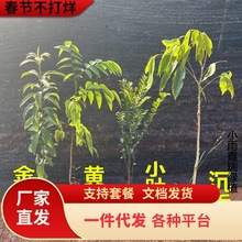 һlFľzľ骳ϡС~̴S