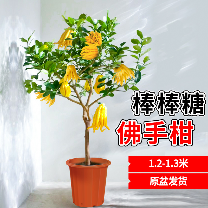 프리미엄 롤리팝 베르가못 1.2- 1.3m [과일과 함께 배송, 오리지널 화분]