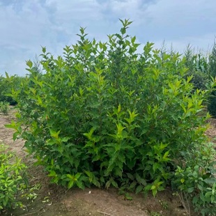 Red Prince Cornus Officinalis, Cornus Officinalis Hedge Seedlings, Red Prince Balls, Clump Red Prince Cornus Officinalis Seedlings, Cornus Officinalis Seedlings