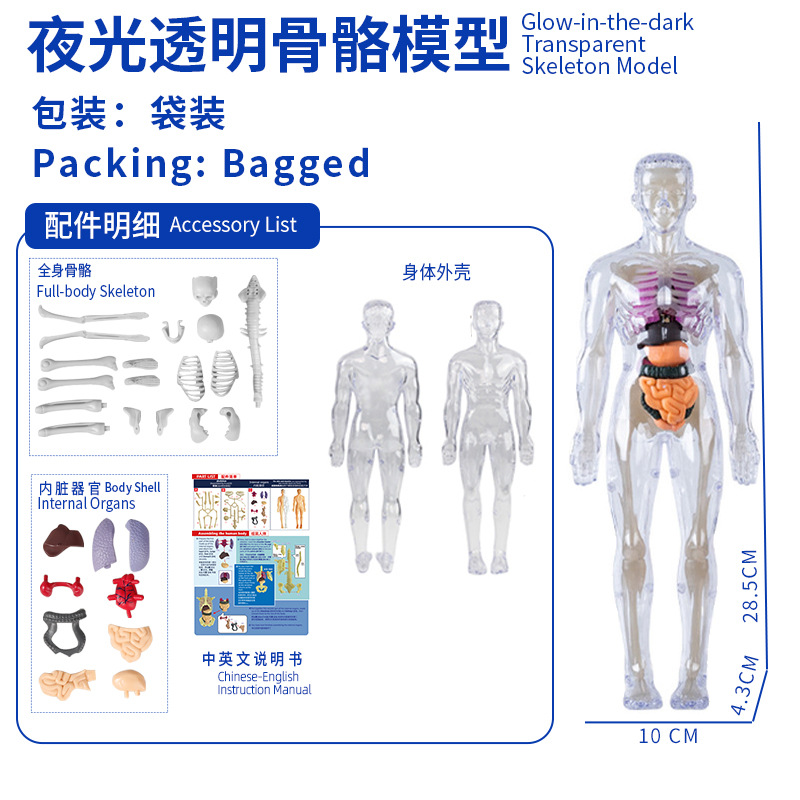 Modelo del cuerpo humano, juguetes educativos STEM para niños, modelo de anatomía humana desmontable, reconocimiento de órganos, fabricante, venta al por mayor image 23