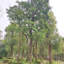 903供应 格木 30-40cm  大树 假植苗 铁木 珍贵树