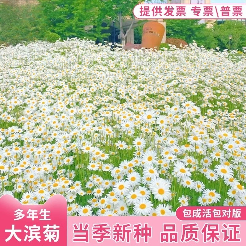 Маргаритки, хризантемы, семена календулы для балкона, двора, посадки на открытом воздухе, подходят для всех сезонов.