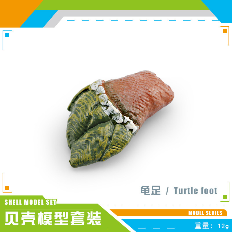 PL127 - 3575 Pie de tortuga 12g