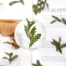 晶菊枝 干花压花植物标本DIY滴胶干花手机壳香薰蜡烛相框书签