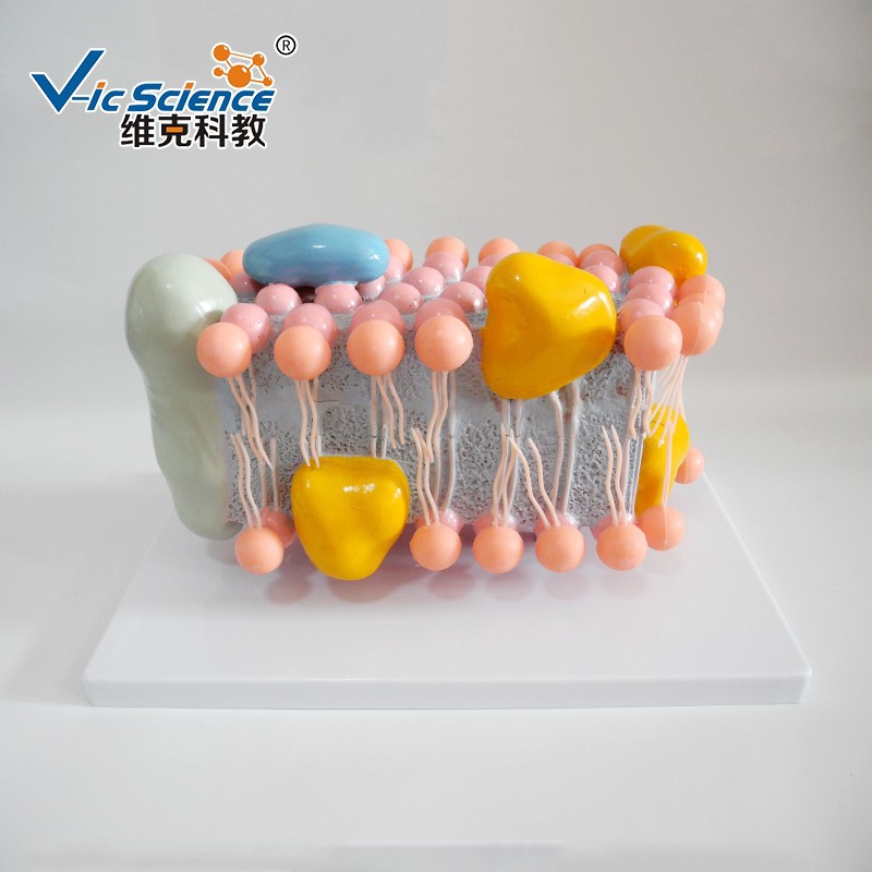 高质量医学教学模型 生物细胞学 细胞膜结构模型