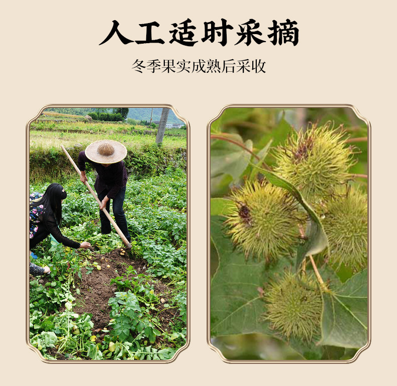 Lulutong Sweetgum Fruit 500g Dried Liquidambar Fructus Traditional Herbal Decoction Ingredient key features