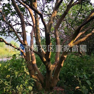 ���������������� �߶ȹڷ�3-4-5-6�׵Ķ��U���� ���l�N��