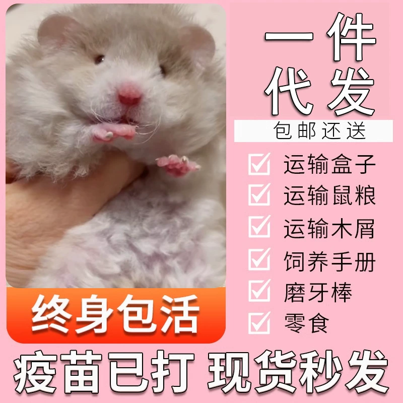 Длинношерстный золотой хомяк, вакцинированный, редкий кудрявый черный огненно-медовый полли, чисто серебряный голубь-серый коричный хомяк.