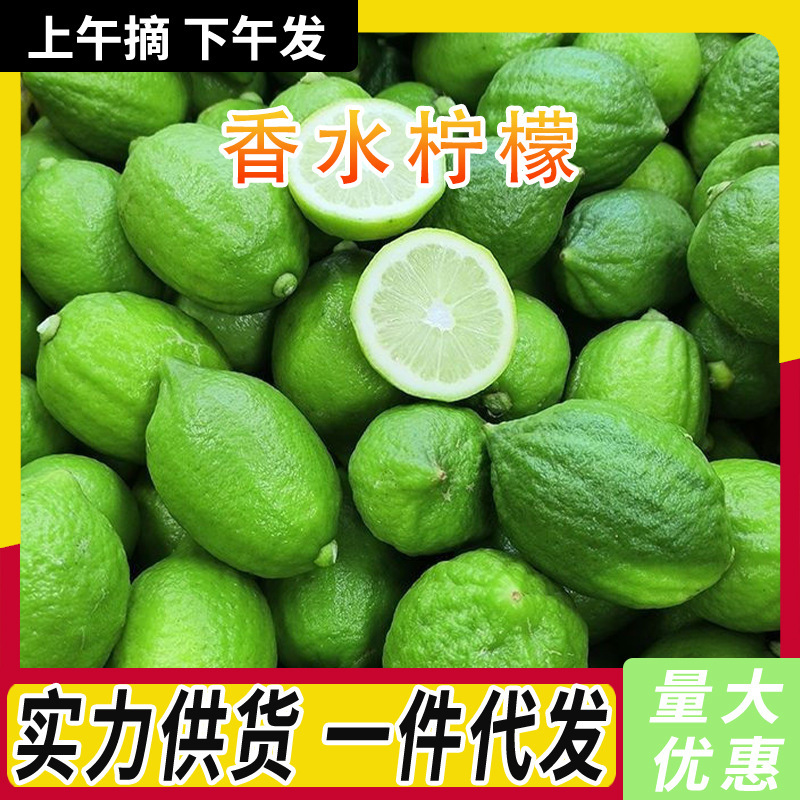 Fresh Perfume Lemon Guangdong Seedless Green Lemon Tropical Seasonal Fruit First-Class Lemon Wholesale Milk Tea Shop Exclusive