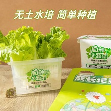 儿童水培种植观察盒小盆栽幼儿园植物生长发芽创意迷你小学生植树